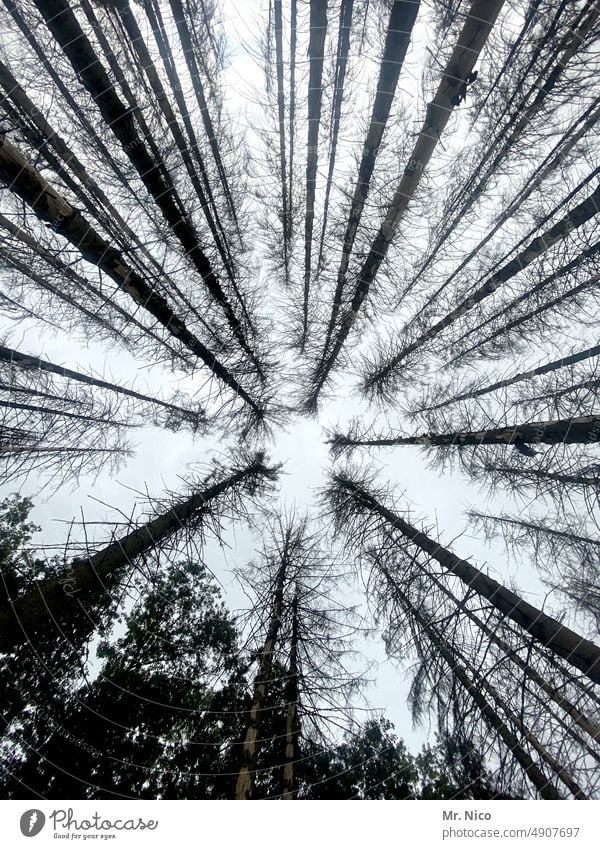 Top view Forest death bleak Tree Coniferous trees Upward Worm's-eye view Structures and shapes Treetop Tall Gray Climate Environment Perspective Nature