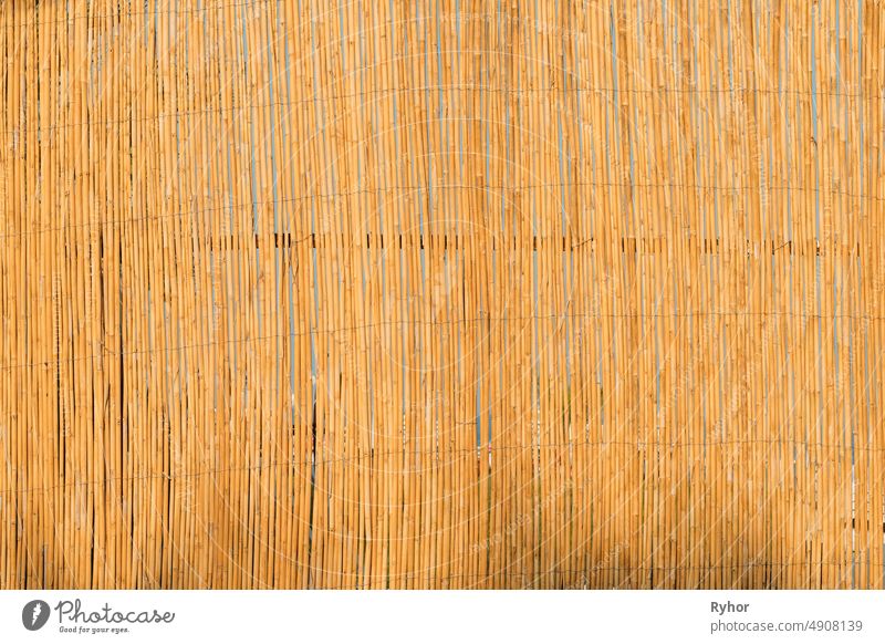 Aged Natural Old Yellow Wooden Board Wall Fence From Bamboo Woods Trunks. Background abstract asia background bamboo beautiful board design fence grungy natural