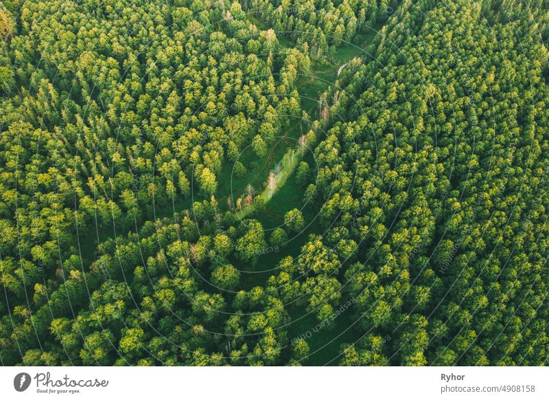 Aerial View Of Green Forest Landscape. Top View From High Attitude In Summer Evening. Small Marsh Bog In Coniferous Forest. Drone View. Bird's Eye View abstract