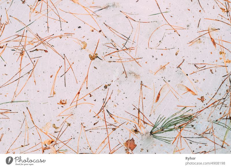 Dry Fir-tree And Pine Needles Lie On Melting Spring March Snow. Top Flat View. Abstract Natural Details Composition abstract backdrop background beautiful close