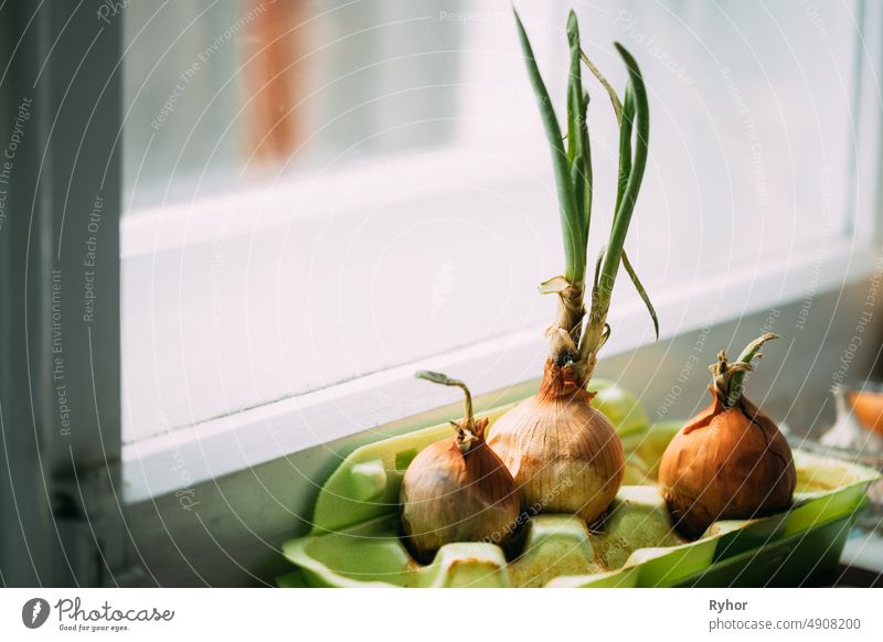 Growing Onions In A Container At Home. Fresh Spring Vegetables agricultural agriculture beginning bulb closeup container cultivated farm farming food fresh