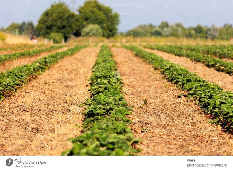 Strawberry plants in a strawberry field with straw as mulch layer on the paths after harvesting low depth of field Fragaria Fragaria × ananassa copy space