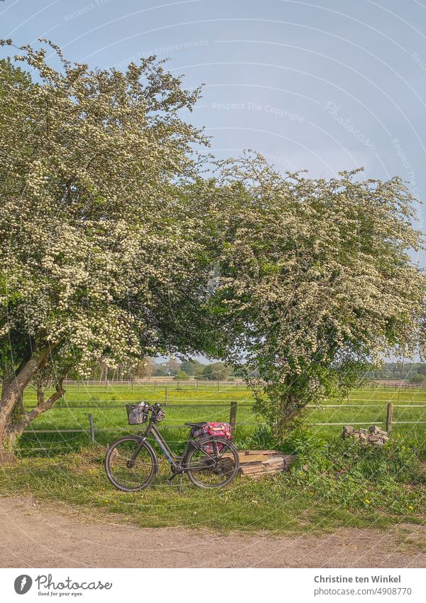Wanderlust | short break while biking Bicycle Break blossoming trees country idyll Grass Nature graze Meadow Gate Landscape Sky Day Green Fences Energy crisis