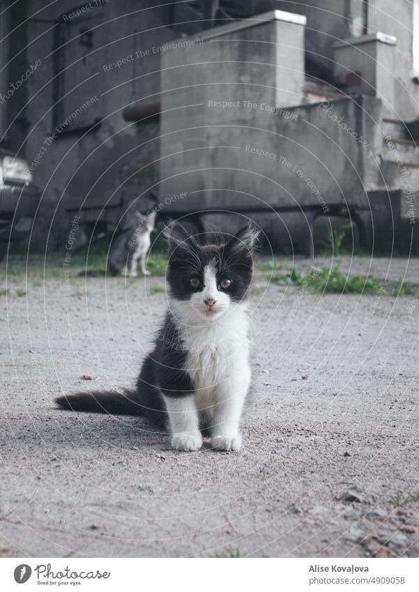 stray cat Street street cats Wild Animal Fluffy black and white fur fluffy fur Looking into the camera sitting curious longhair cat