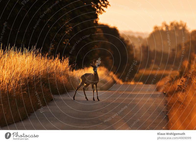 Roebuck crossing a road in the light of the morning sun. A good opportunity for a game accident. reindeer buck Roe deer Street Deer crossing wild accident