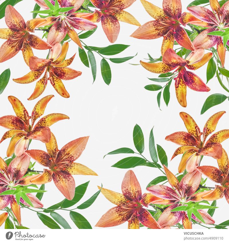 Beautiful Lily flowers pattern frame at white background. beautiful lily design seamless floral backdrop botanical brown circle green leaf leaves natural nature