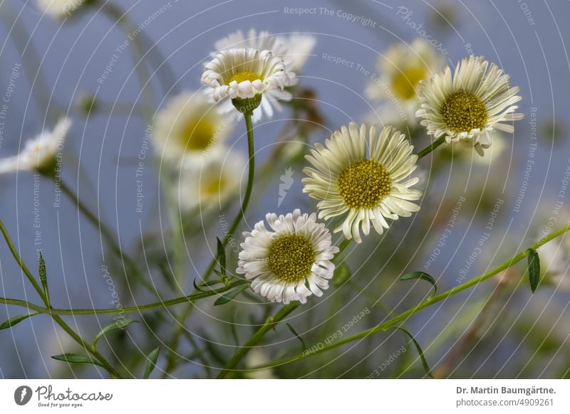 Spanish daisy, inflorescences, Erigeron karvinskianus aud the genus of professional herbs. blossom Erigeron carvinskianus occupational weed from Mexico