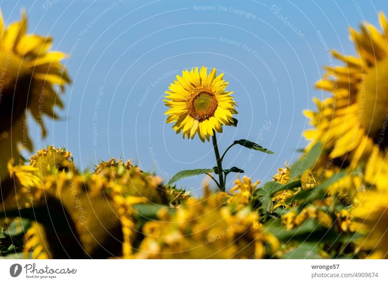 Single outstanding sunflower in the middle of a field of smaller sunflowers Sunflowers Sunflower field Summer Field Yellow Exterior shot Blossom