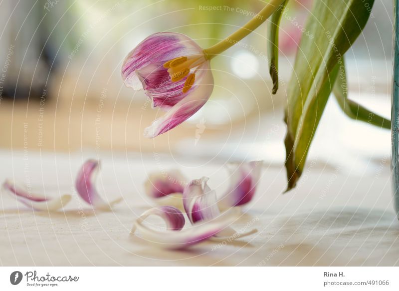 TulipsFlowersLeaves Leaf Blossom Faded Emotions Pain Transience Interior shot Deserted Shallow depth of field