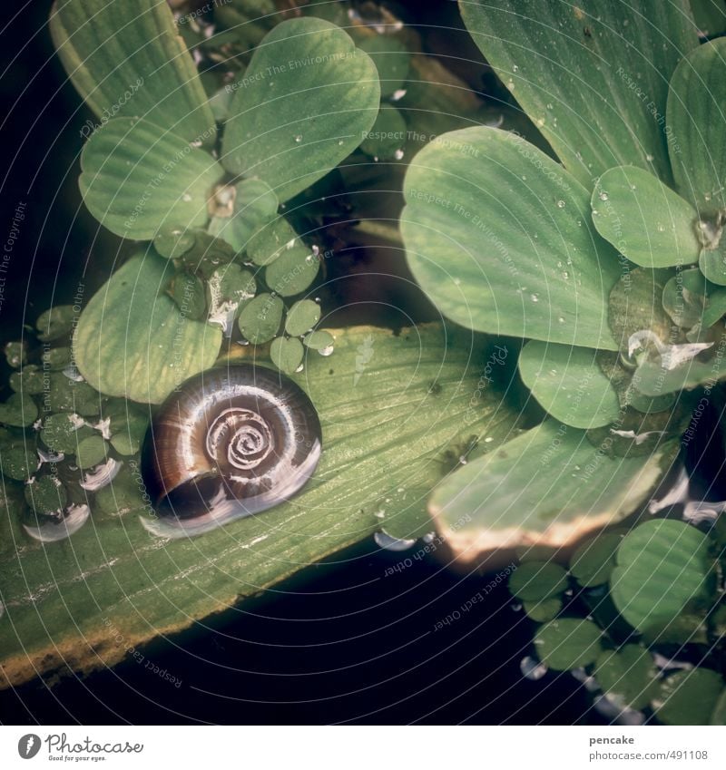 Swim a plant. Nature Elements Water floating plant Pond House (Residential Structure) Snail 1 Animal Sign Esthetic Discover Wellness Nautilus Float in the water