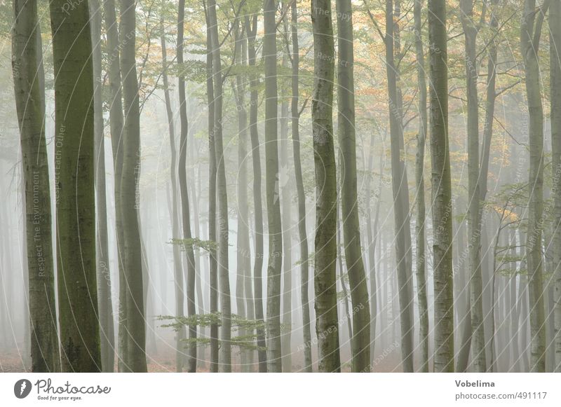 Morning fog in the forest Nature Landscape Air Autumn Weather Fog Plant Tree Forest Blue Brown Yellow To console Calm Hope Belief Sadness Grief Colour photo