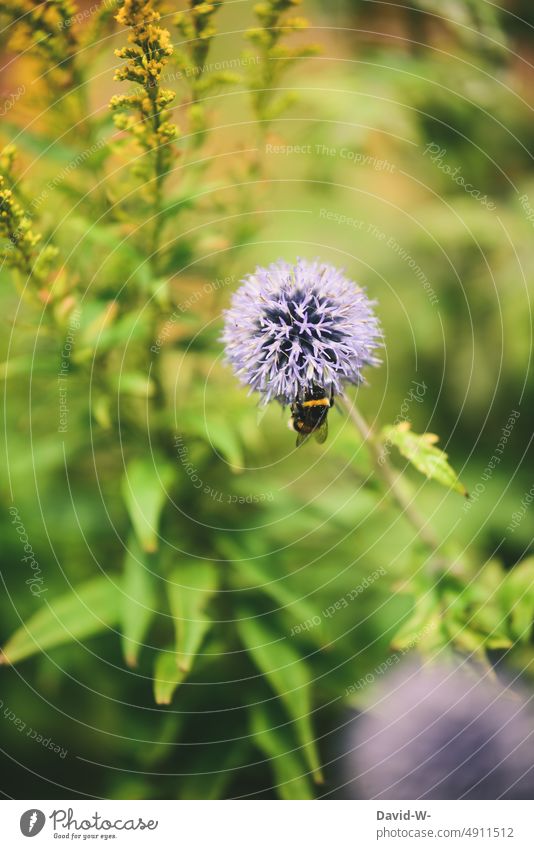 Bumblebee on a globe thistle in summer Plant Bumble bee Summer Flower Blossom Garden Insect Nature Pollen Nectar Sprinkle