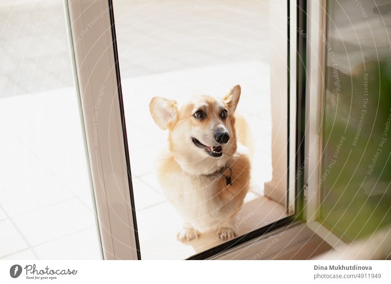 corgi dog entering home from the street or terrace. Welsh Corgi Pembroke dog going inside the apartment breed pet doggy people animal friend computer cute work