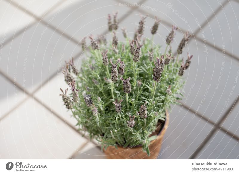 Lavender in a pot on the terrace of apartment. Home decor and interior design. Fragrant aromatic plant. Bee-Friendly plants. Growing herbs at home. Herbal garden at the terrace of home.