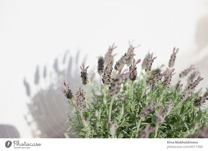 Lavender close up in a pot on the terrace in the apartment. Home decor and interior design. Fragrant aromatic plant. Bee-Friendly plants. Growing herbs at home. Herbal garden at the terrace of home.