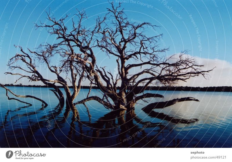 Dead Lake Dark Smoothness Flat Tree Calm Mirror Exterior shot Blue Sky Death branches