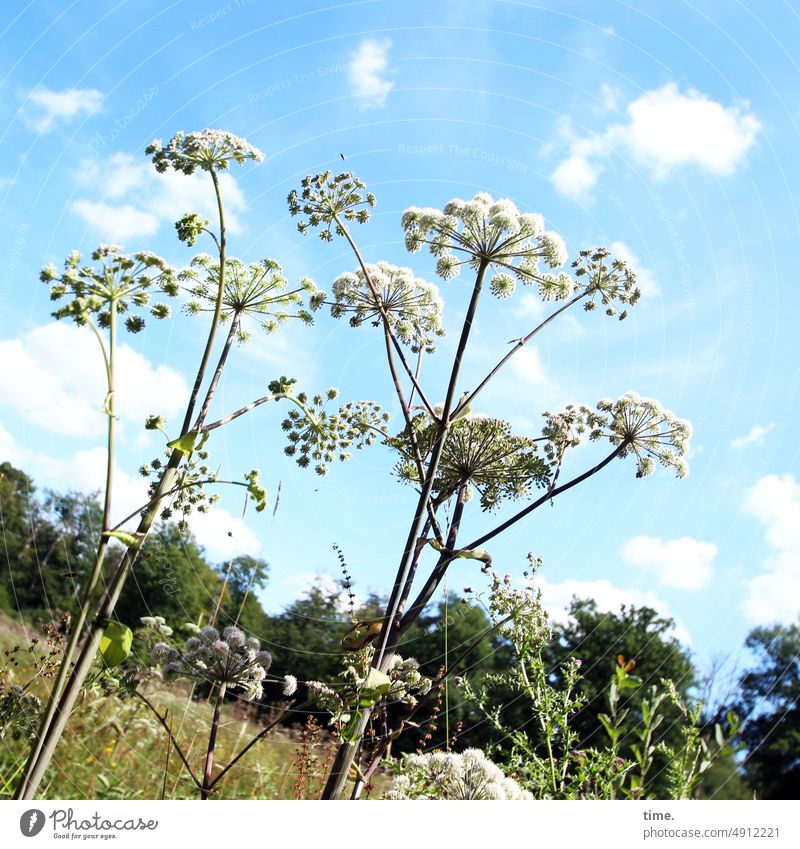 Wanderlust | at the counter of nature Plant Blossom Sky Clouds Edge of the forest Summer obliquely Aegopodium podagria Umbellifer Nature Meadow