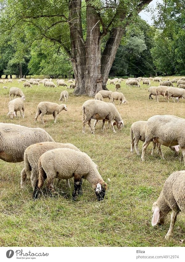 A flock of sheep grazing in the meadow Flock graze Meadow Herd Lamb's wool Farm animal Group of animals Nature out Green Deserted Sheep Animal