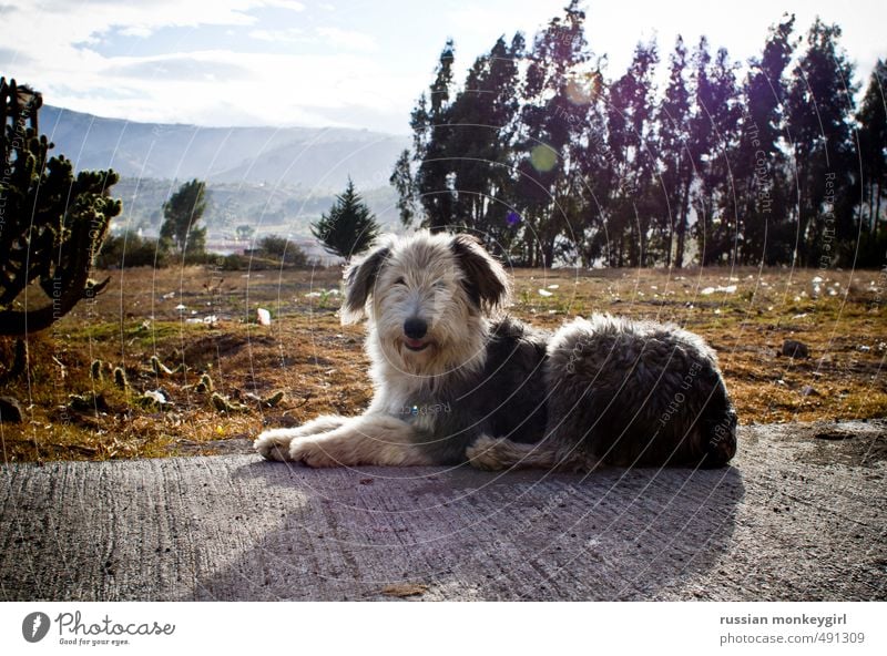 fluffy dog Tourism Summer Mountain Nature Animal Pet Dog 1 Adventure Ease Colour photo Exterior shot Deserted Copy Space top Day Central perspective