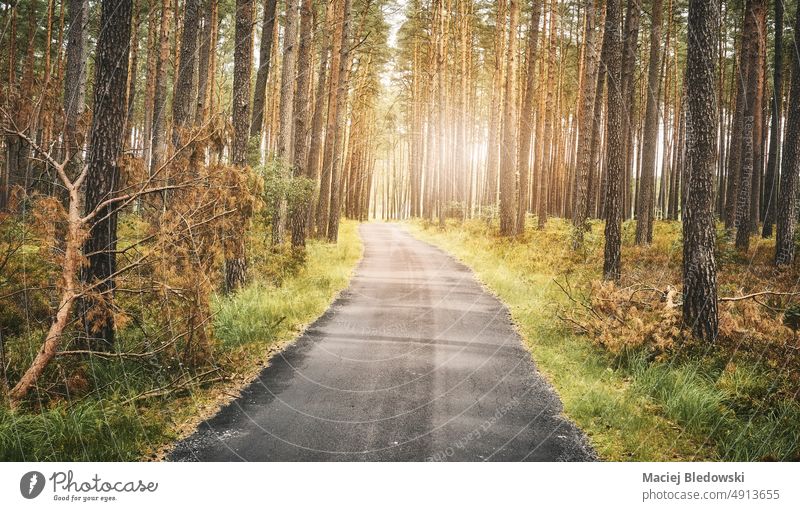 Asphalt path in a forest, summer nature travel concept, color toning applied. road trip adventure asphalt sun beautiful toned filtered retro tree woods outdoor