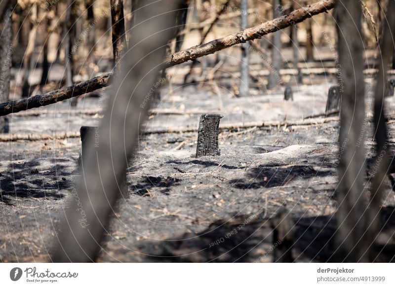 Forest after fire in Brandenburg I Crack & Rip & Tear Desert Drought Weather heating Surface Summer Hot Brown Ground Pattern Deserted Exterior shot Dry Earth