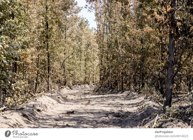 Forest after fire in Brandenburg XII Crack & Rip & Tear Desert Drought Weather heating Surface Summer Hot Brown Ground Pattern Deserted Exterior shot Dry Earth