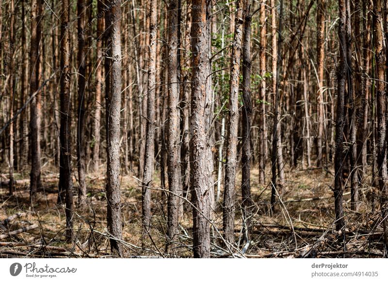 Monocultures: Desiccated forest in Brandenburg Crack & Rip & Tear Desert Drought Weather heating Surface Summer Hot Brown Ground Pattern Deserted Exterior shot