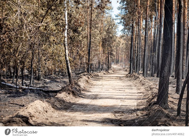 Forest after fire in Brandenburg IV Crack & Rip & Tear Desert Drought Weather heating Surface Summer Hot Brown Ground Pattern Deserted Exterior shot Dry Earth