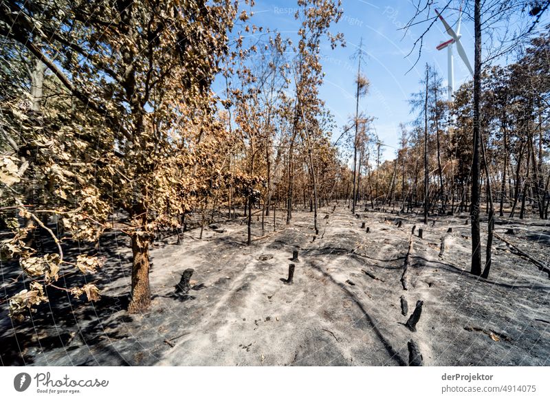 Forest after a fire in Brandenburg II Crack & Rip & Tear Desert Drought Weather heating Surface Summer Hot Brown Ground Pattern Deserted Exterior shot Dry Earth