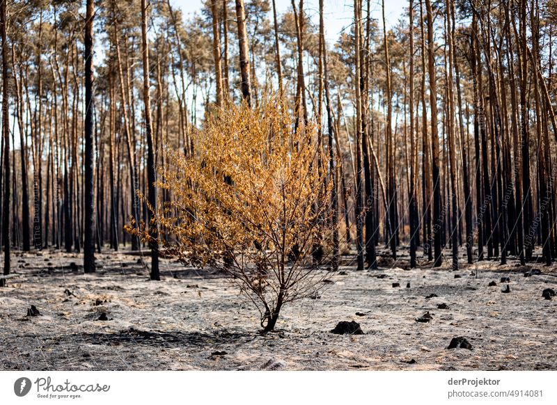 Forest after fire in Brandenburg VI Crack & Rip & Tear Desert Drought Weather heating Surface Summer Hot Brown Ground Pattern Deserted Exterior shot Dry Earth