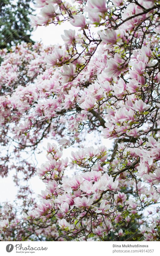 Closeup of magnolia tree blooming in spring. beautiful white and pink blossoms of a tree. Vertical wallpaper with magnolia in bloom in the park. flora
