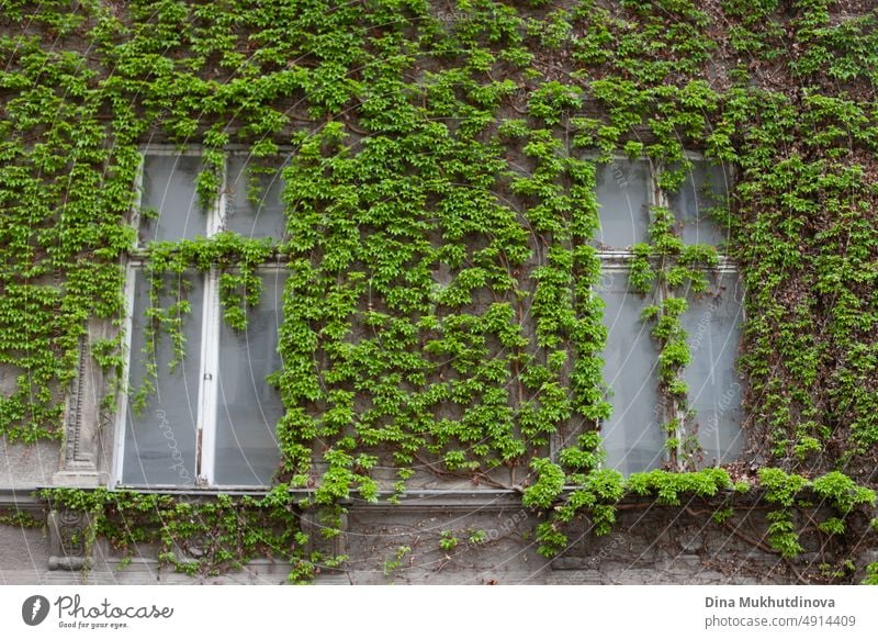 Green ivy on a building wall.  Old historic building with windows and walls covered with green ivy in spring in Europe. Aesthetic green plants on architecture. Eco green concept.