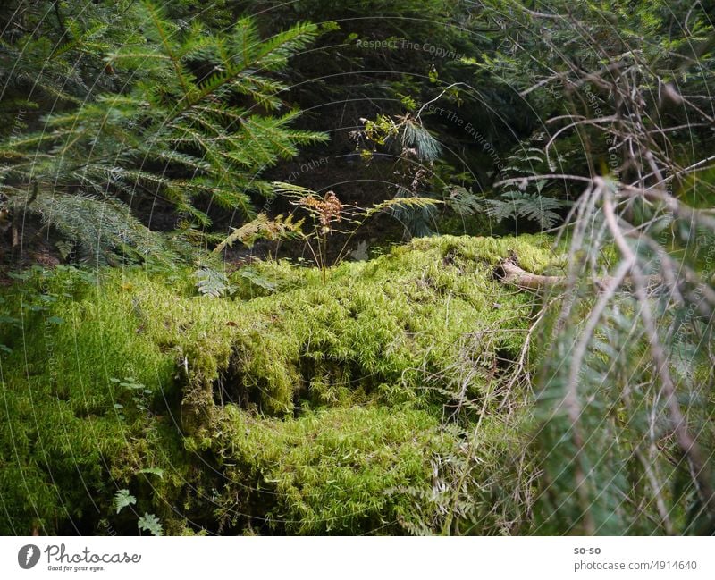 Peaceful overgrown fairytale forest community of plants in Bohemian Switzerland Forest Habitat Enchanted forest tranquillity Green tones Moss trees Nature