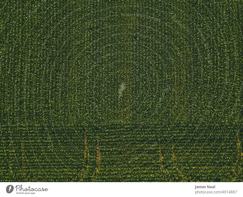 Aerial of Summertime Crops in Wisconsin grass eco spring natural american nature day meadow background agriculture corn plant drone growth drone perspective