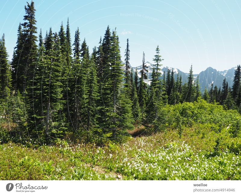 Trees and wildflowers in Mount Rainier Nationalpark Nature blossom Mountain Summer Hiking hike Washington Washington State