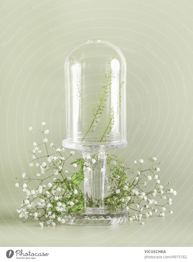 Transparent glass bell with white Gypsophila flowers at pale green background. transparent gypsophila scene stage showcase new product clean clear crystal