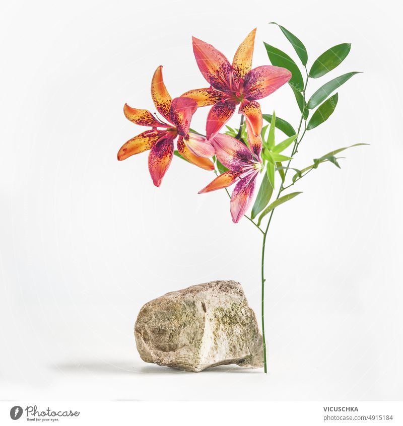 Modern product display with stone and beautiful Lilly flowers at white background. modern lilly floral place new products commercial front view copy space