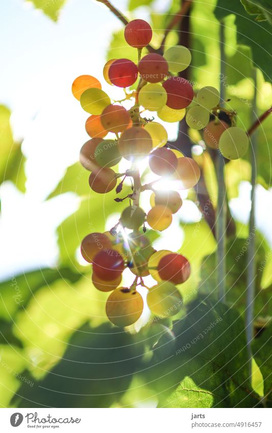 Ripe and unripe grapes Bunch of grapes Mature Immature Red Yellow Green cute Harvest late summer Sun Sunbeam leaves Eating vitamins fruit Fruit fruits Vine