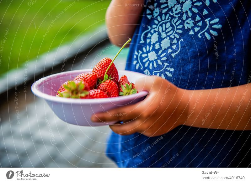 Child holding a bowl with strawberries in his hands Strawberry salubriously fruit Delicious Summer harvest season Healthy Eating Vitamin-rich Fruity fruits Girl