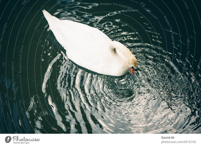 Swan on the water Water Observe Pattern structure Environment Mirror image swans Nature Lake