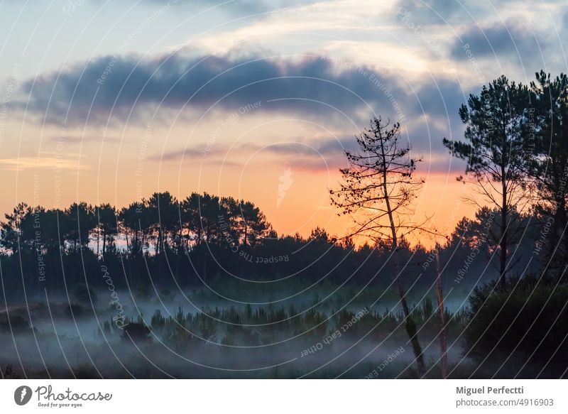 Landscape of a forest at dawn between mists and a dramatic sky. fog landscape tree nature haze morning environment sunrise pine mystery magic foliage scene