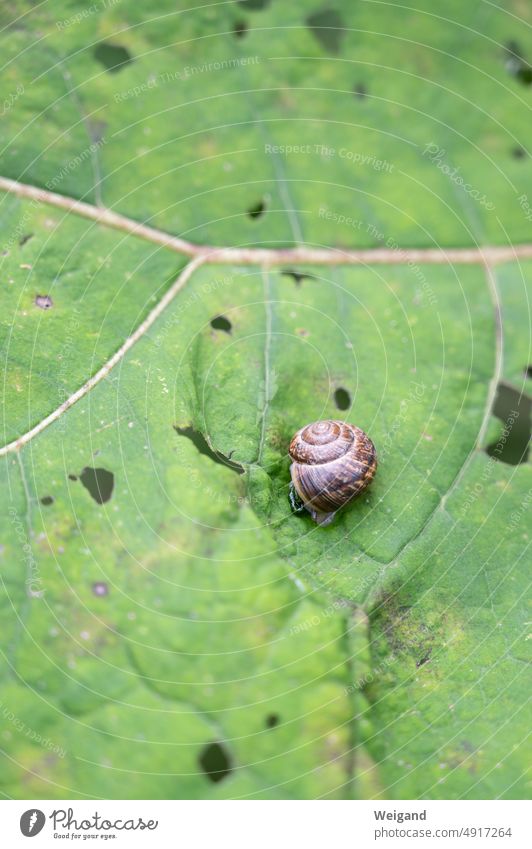 Snail on a leaf silent Crumpet Leaf Nature Discover Snail shell Forest Summer free time