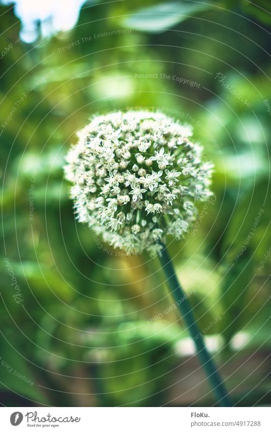 Round flower of vegetable onion Onion Blossom Flower White Vegetable Growth Plant do gardening Gardening Nature Green Fresh naturally plants wax Food