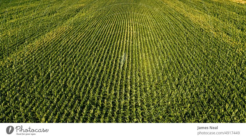 A wide view of a fresh corn field grass spring natural american nature land background agriculture summer midwest usa growth wisconsin environment organic