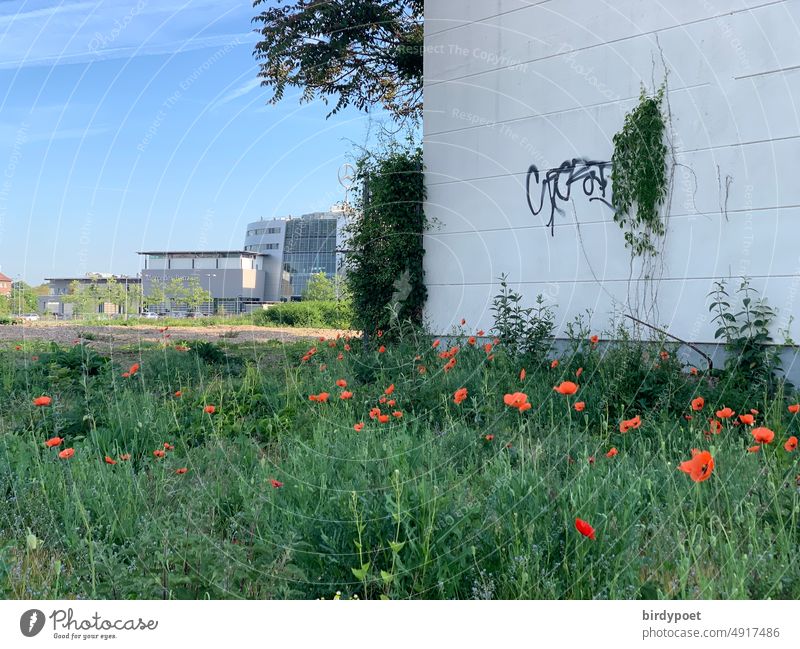 Red poppies on fallow land industry Industry FALLOW LAND Poppy Fresh Green Grass Ivy Hedge Tree Blue sky Clouds Haze Shadow shady Strip of light Meadow Hotel
