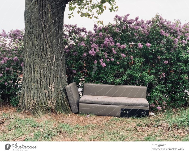 Sofa next to linden tree and lilac bush Gray lime trees Linden tree centennial Cuddling lilac blossoms park Park shrubby Hedge
