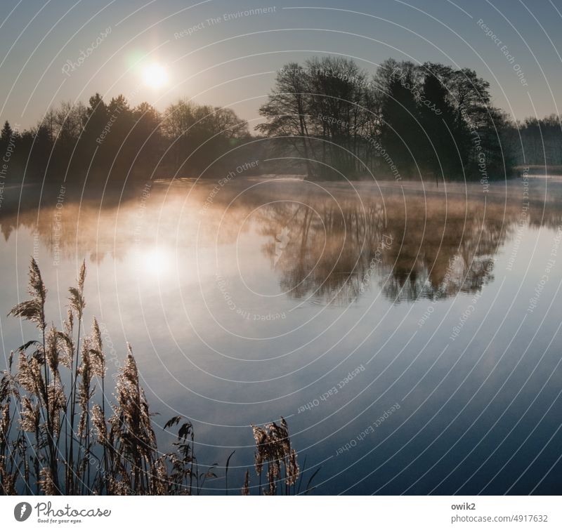 Island of the Blessed Lake Pond Lakeside Glittering Fog Bushes Tree Horizon Cloudless sky Water Beautiful weather Landscape Plant Nature Environment Reeds