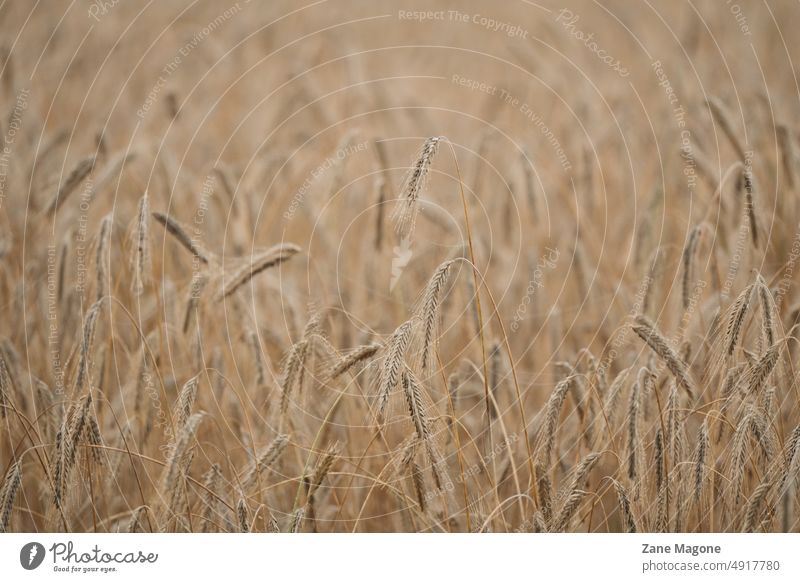 Heavy wheat ears bending down on a summer morning heavy wheat ear ear of wheat wet wheat wheat field wheat bending veldre wheat producing wheat producement