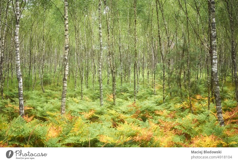 Birch tree grove with fern, color toning applied. nature birch toned forest wood park environment nobody bark outdoor green landscape scene scenery scenic view