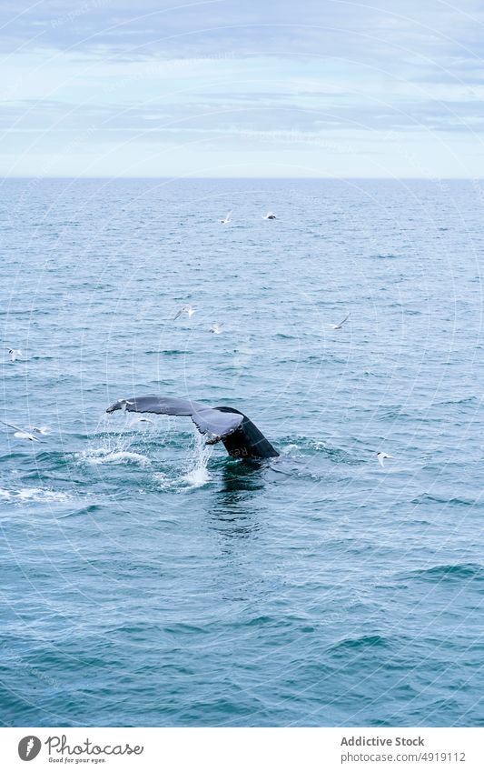 Whale swimming in wavy sea under cloudy sky humpback whale ocean marine nature animal fauna oceanography wildlife scenic energy aqua fin specie scenery mammal